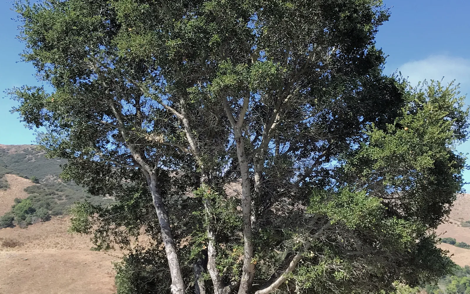 A coast live oak tree alongside a roadside in California, showing the mature tree's characteristic spreading form